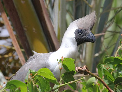 Bare-faced go-away-bird